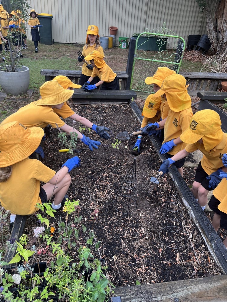 6 Young students wearing hats gardening around a large planter box in the school garden.